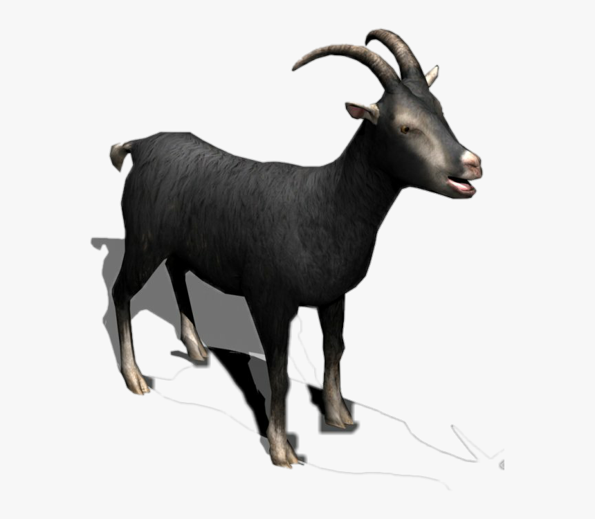 #black #goat #horns #milk #meat #cattle #sheep #eid - Black Goat Hd Images Png, Transparent Png