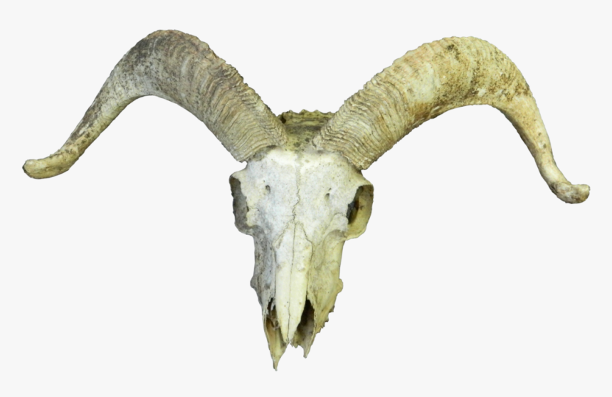 Animal Skull Transparent Png, Png Download
