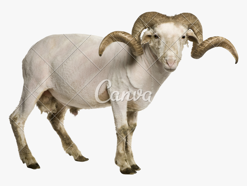 Goat-antelope - Transparent Background Ram Animal Png, Png Download
