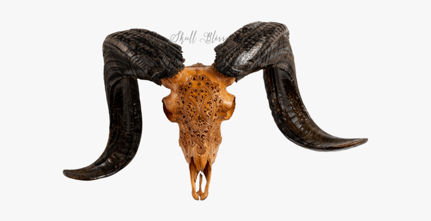 Carved Ram Skull - Horn, HD Png Download