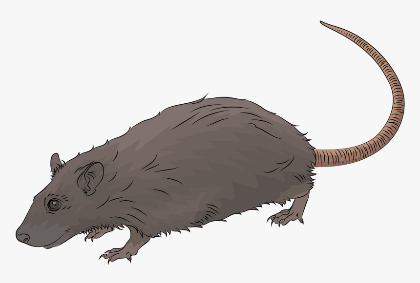 Free Download Creazilla - Rat, HD Png Download