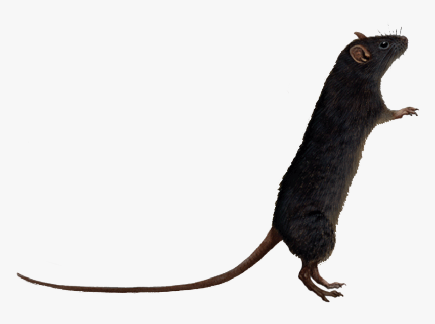 Rat Transparent - Rat White Background Cartoon, HD Png Download