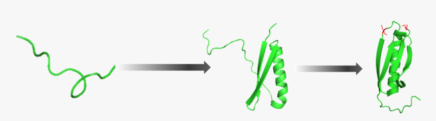 Folding Of Proteins Molicules, HD Png Download