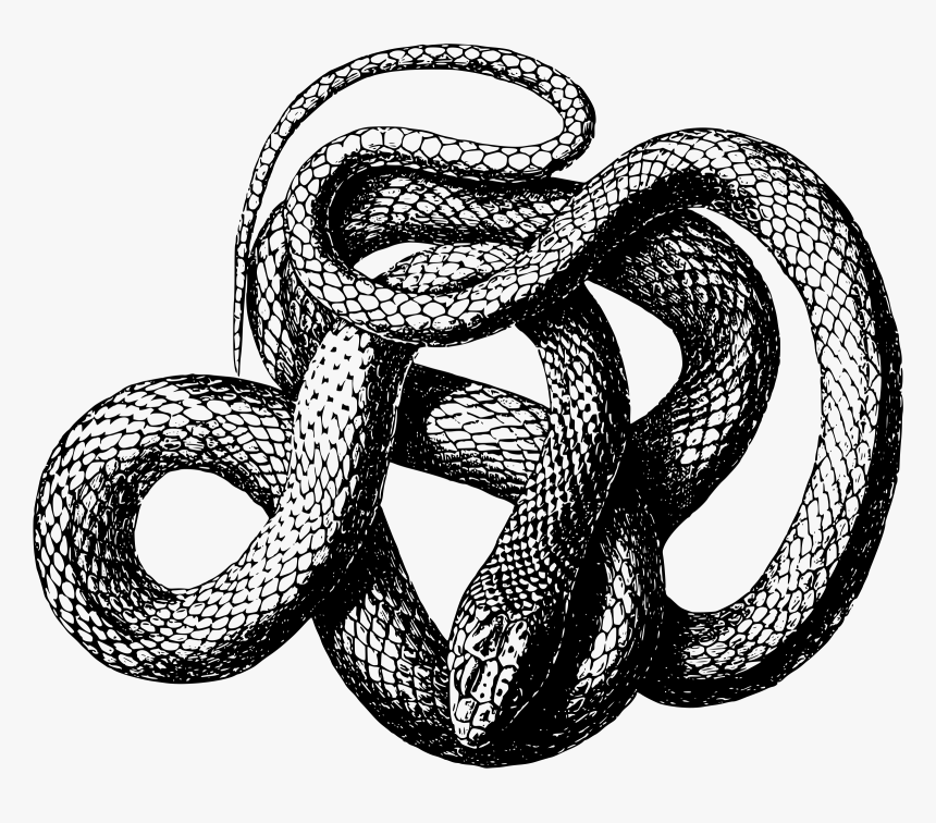 Viper Snake Png - Snake Transparent Black And White, Png Download