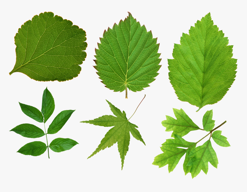 Листья Зеленые, HD Png Download