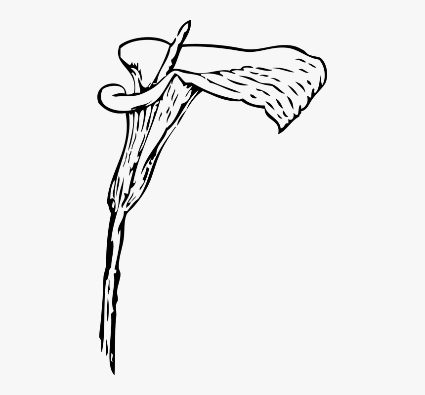 Calla, Lily, Flower, White, Flora - Calla Lily Vector Eps, HD Png Download