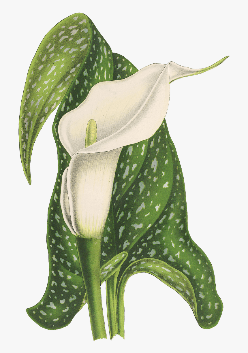 Plant Vintage Png - Lilies Arum Lilies, Transparent Png