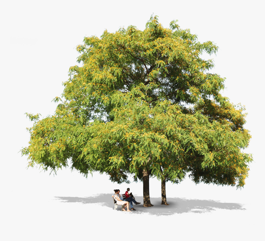 Tipuana Trees People - Honey Locust, HD Png Download
