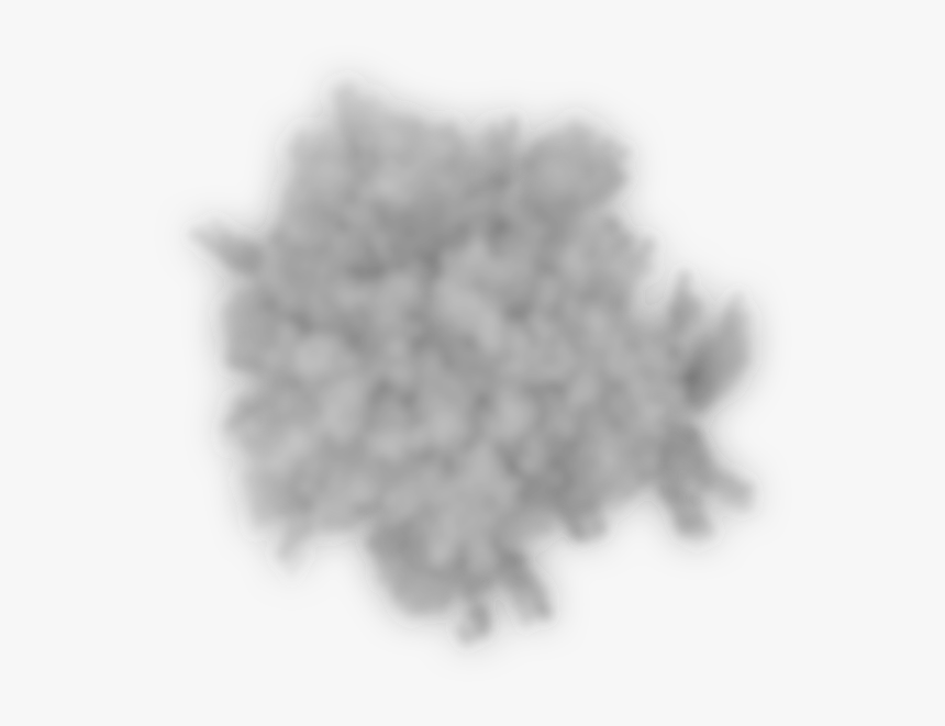 Transparent Tree Shadow Png - Monochrome, Png Download