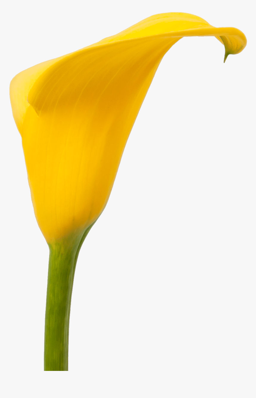 Transparent Fall Flowers Png - Giant White Arum Lily, Png Download