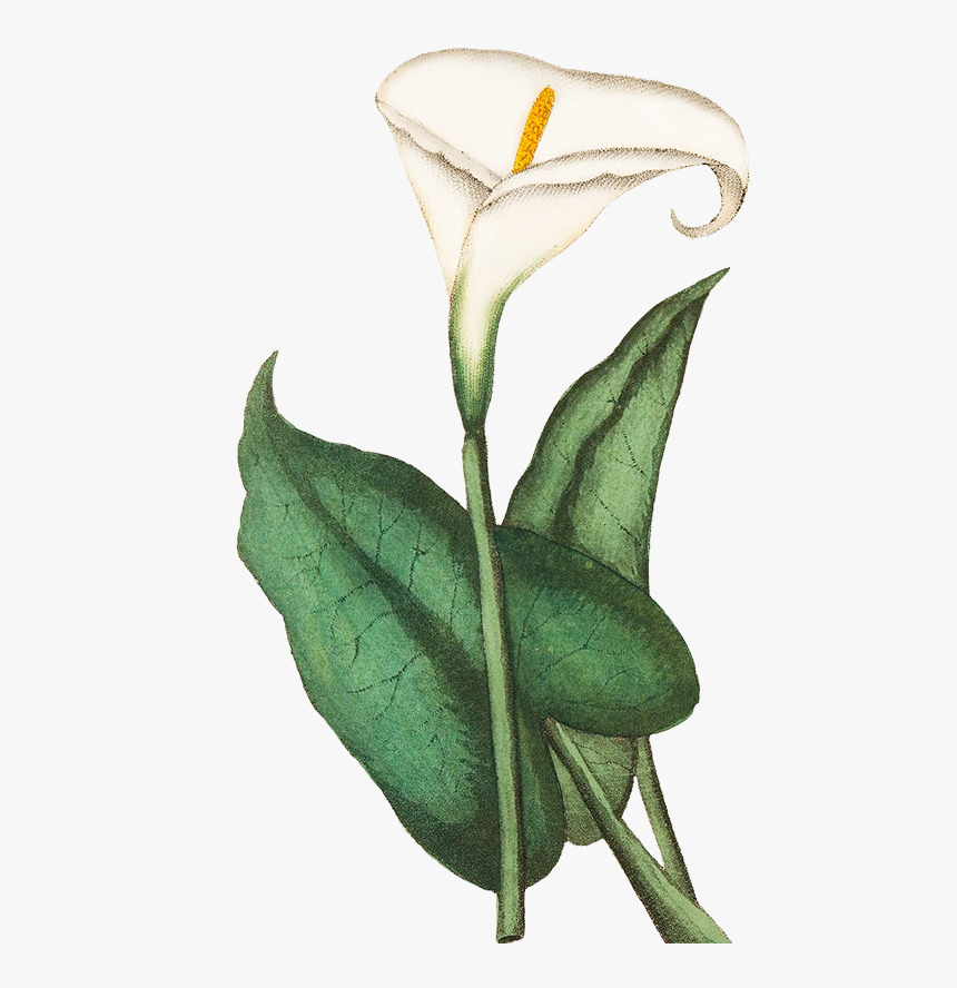 Calla - Calla Lily Flowers Dra2ing, HD Png Download