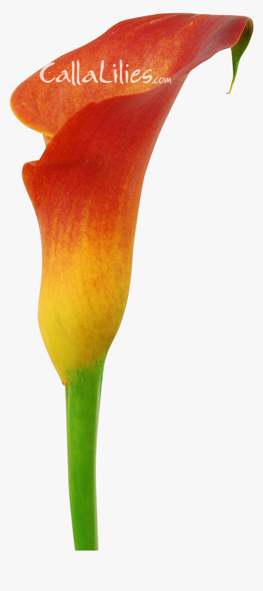 Orange Tinted Flower - Arum, HD Png Download