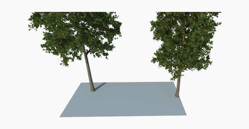 Tree, HD Png Download