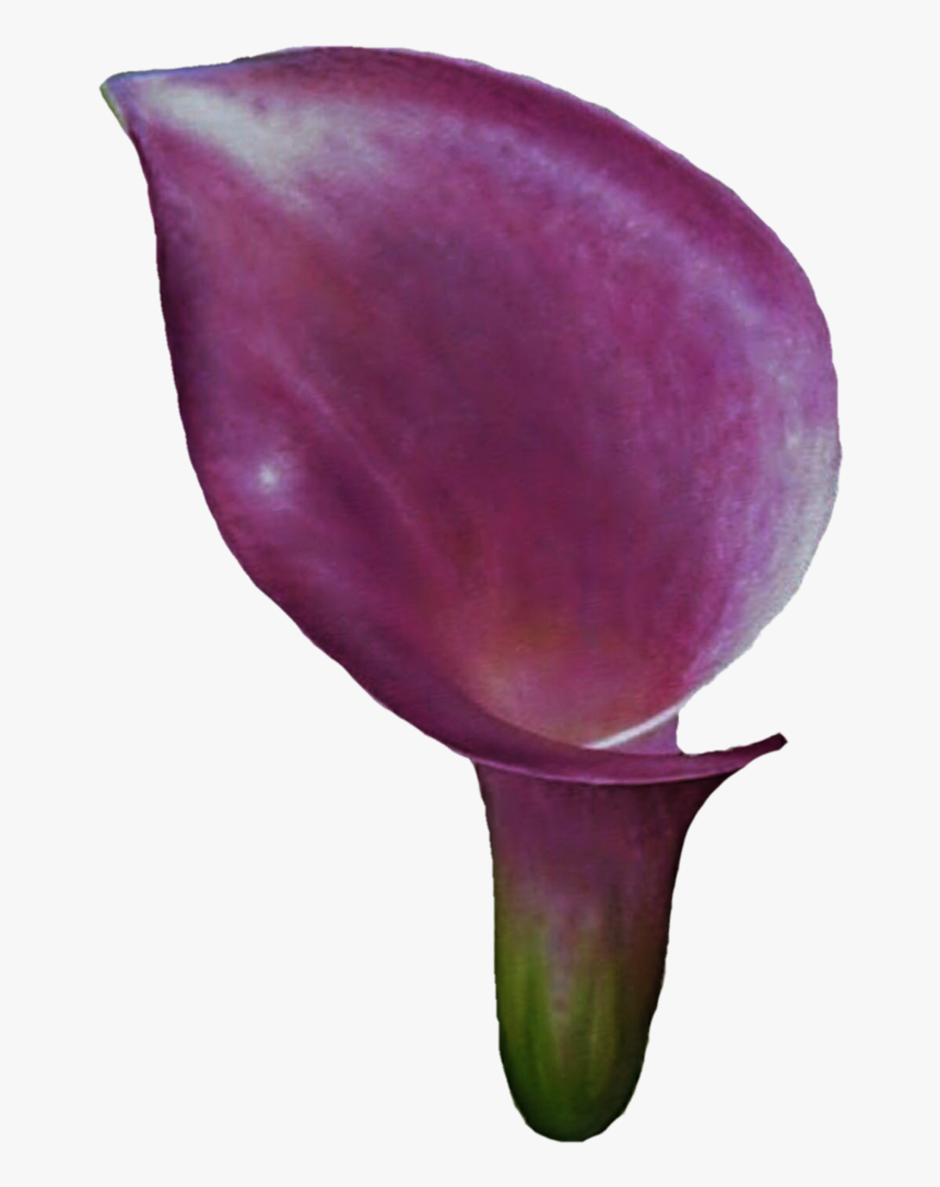 Clipart Calla Lily Flower - Devil's Tongue, HD Png Download