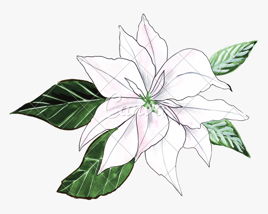 Lillies Drawing Cool Frames Illustrations Hd Images - Lilies Watercolor Hand Drawing, HD Png Download