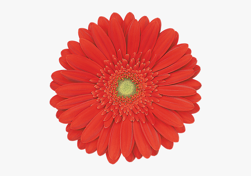 Single Flower, HD Png Download