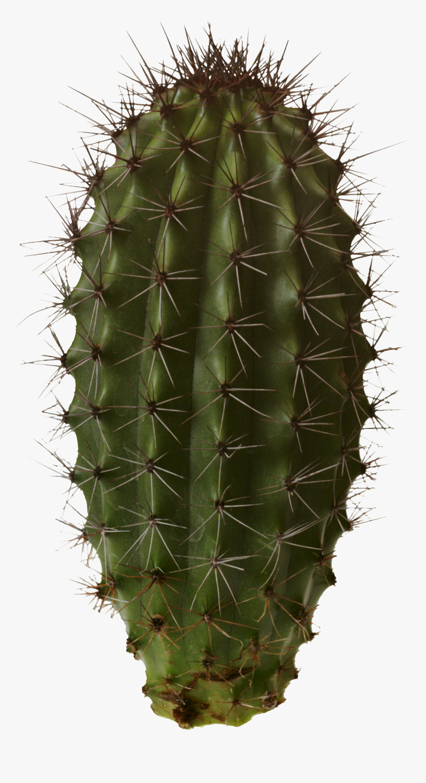 Cactus Png Image - Cactus Png, Transparent Png