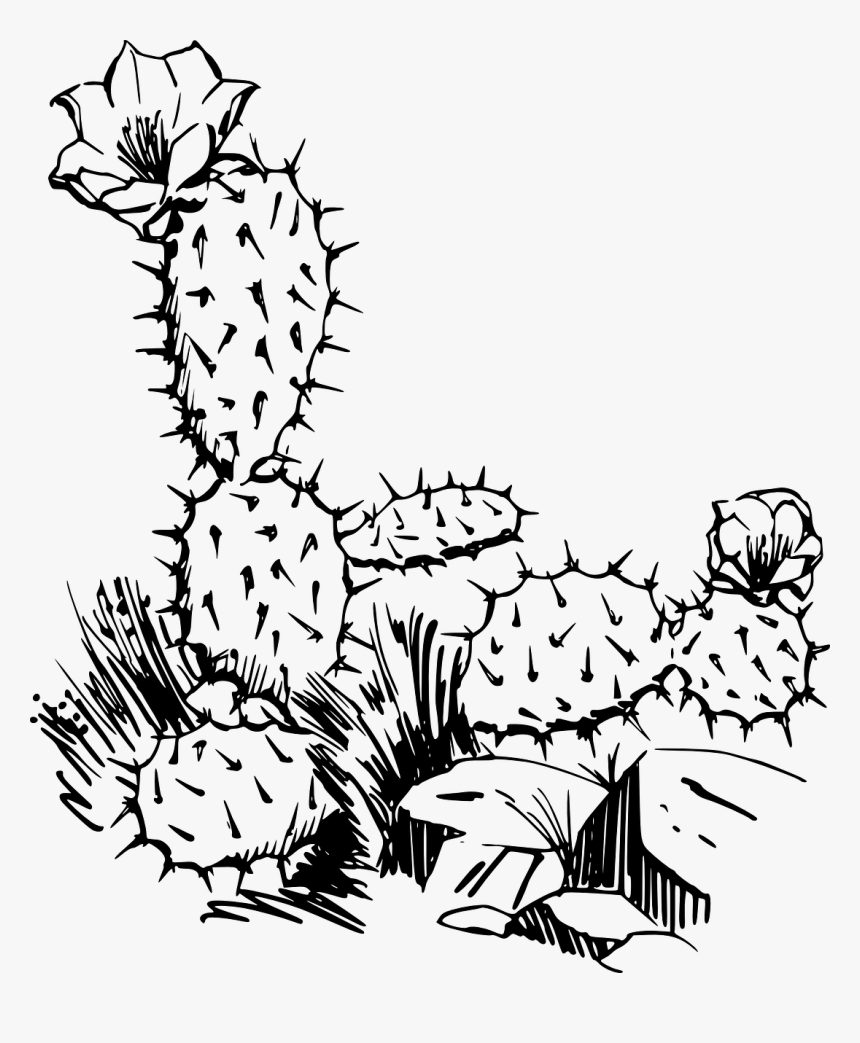 Cacti Black And White Clipart, HD Png Download