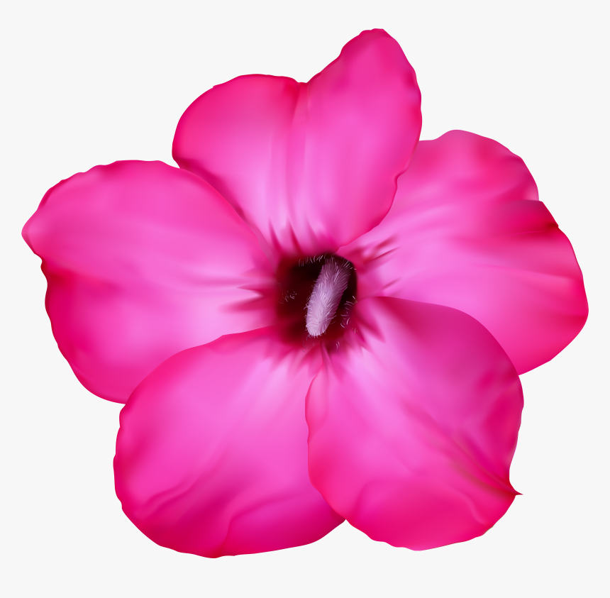 Flower Pink Clip Art Png Image - Desert Rose Drawing, Transparent Png