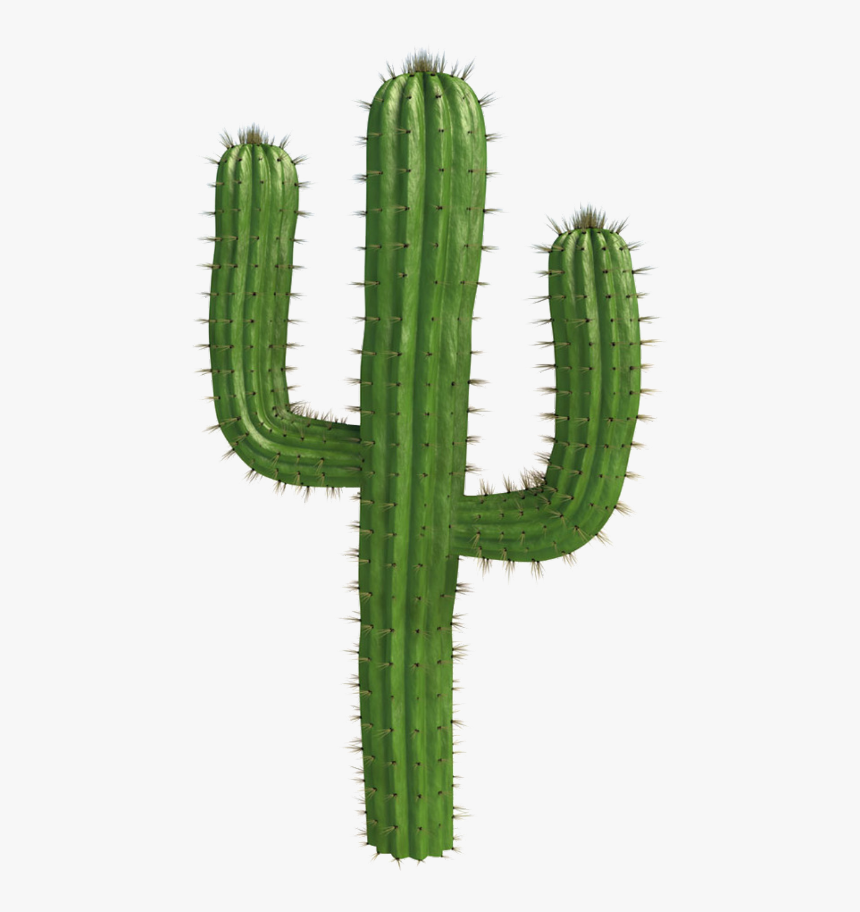 #cactus #plants #desert @freetoedit - Bnha Memes, HD Png Download