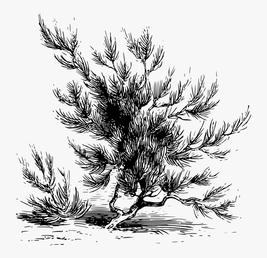 Fir,pine Family,plant - Sahara Drawing, HD Png Download