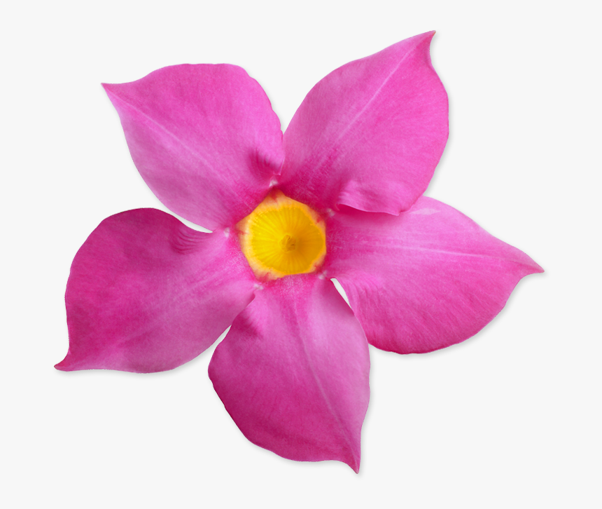 Suntory Sun Parasol - Desert Rose Png, Transparent Png