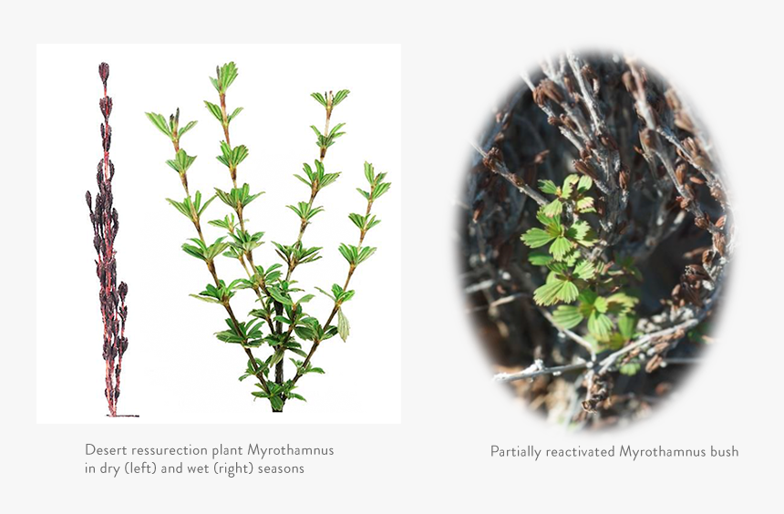 Myrothamnus Flabellifolia, HD Png Download