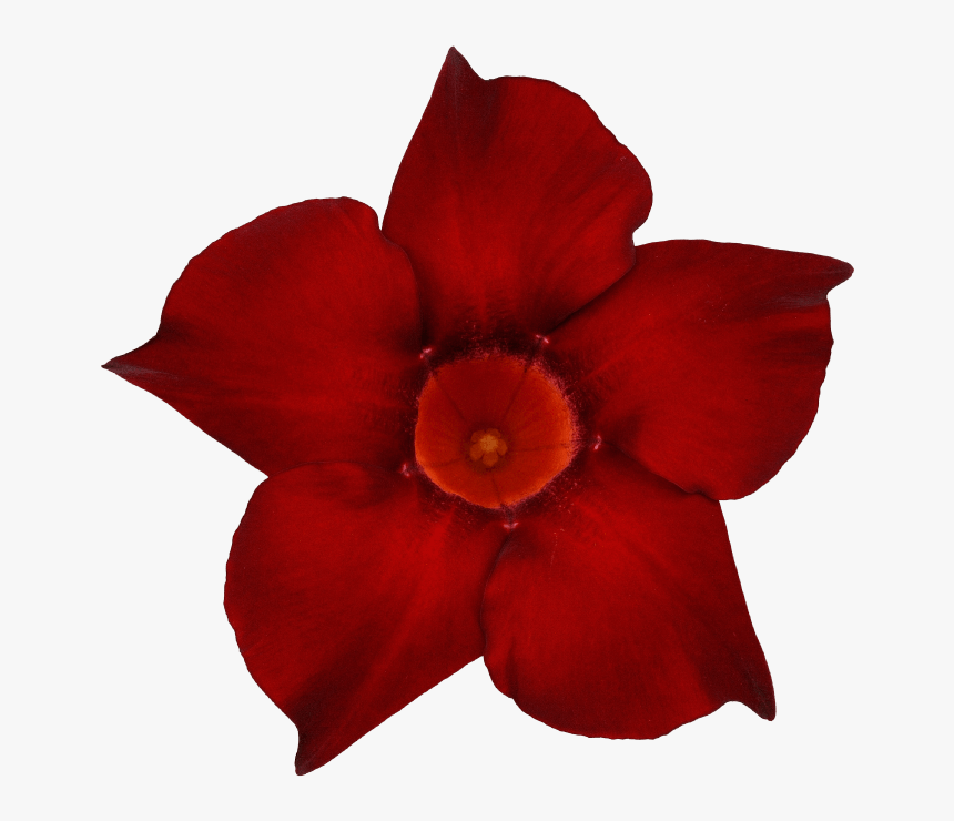 Transparent Dark Flowers Png - Desert Rose, Png Download