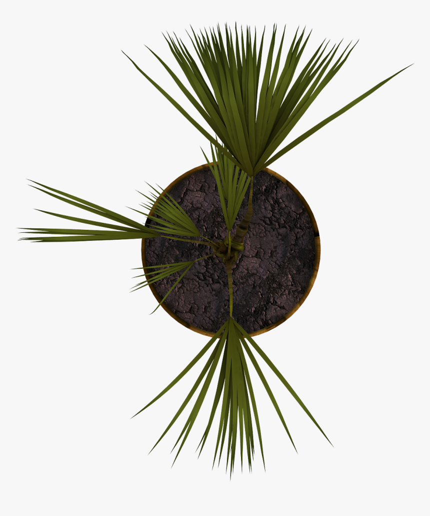 Plant - Planta En Planta Png, Transparent Png