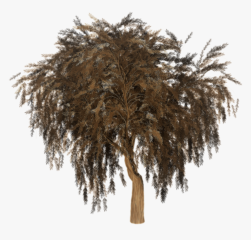 Silhouette Willow Tree Png, Transparent Png