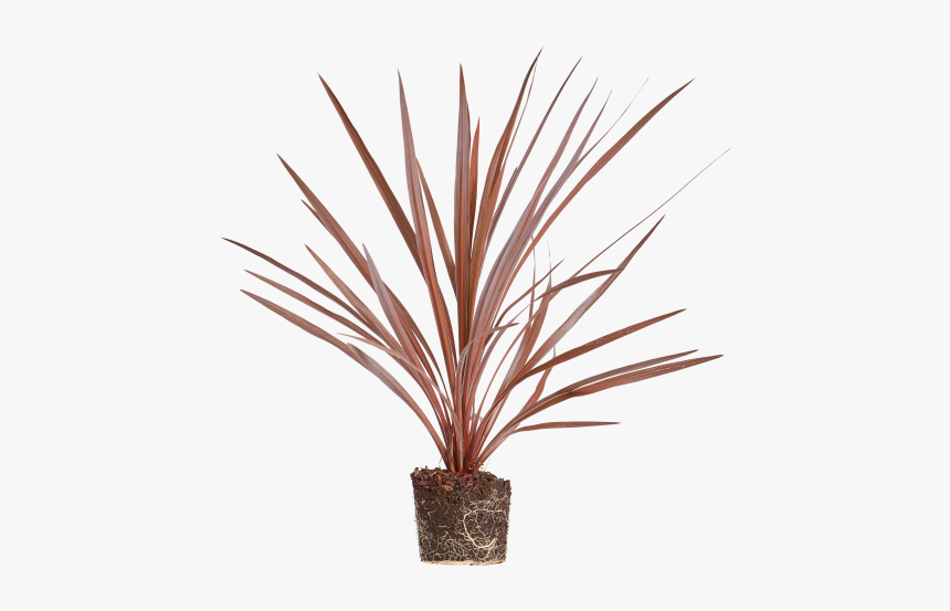 Cabbage Tree - Houseplant, HD Png Download