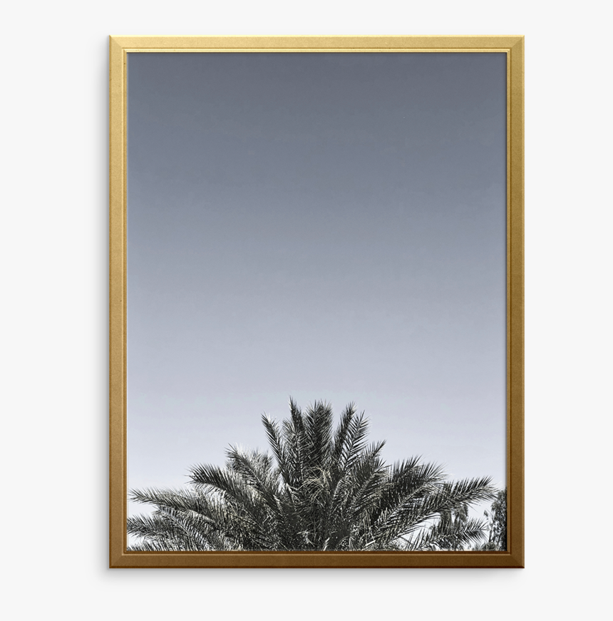 Desert Palm Art Print - Cypress Family, HD Png Download