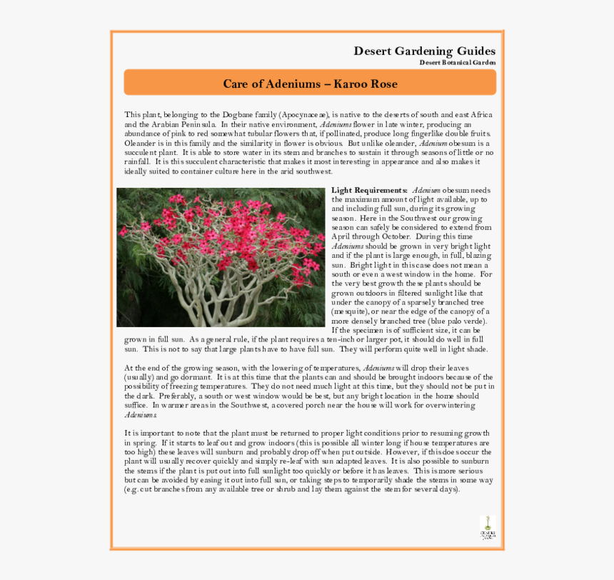 Loosestrife And Pomegranate Family, HD Png Download