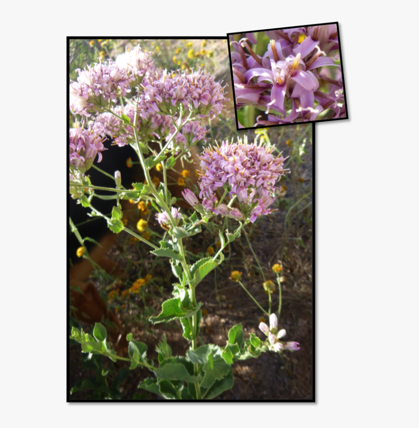 Lily Family, HD Png Download