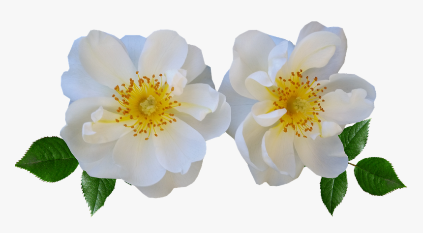 Flowers, Rose, White, Summer - White Summer Flowers Png, Transparent Png
