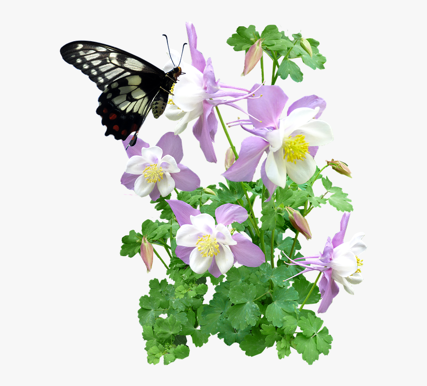 Free Photo Butterfly Flowers Summer Max Pixel - Butterfly And Plant Png, Transparent Png