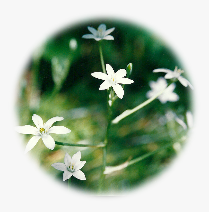 Jasmine, HD Png Download