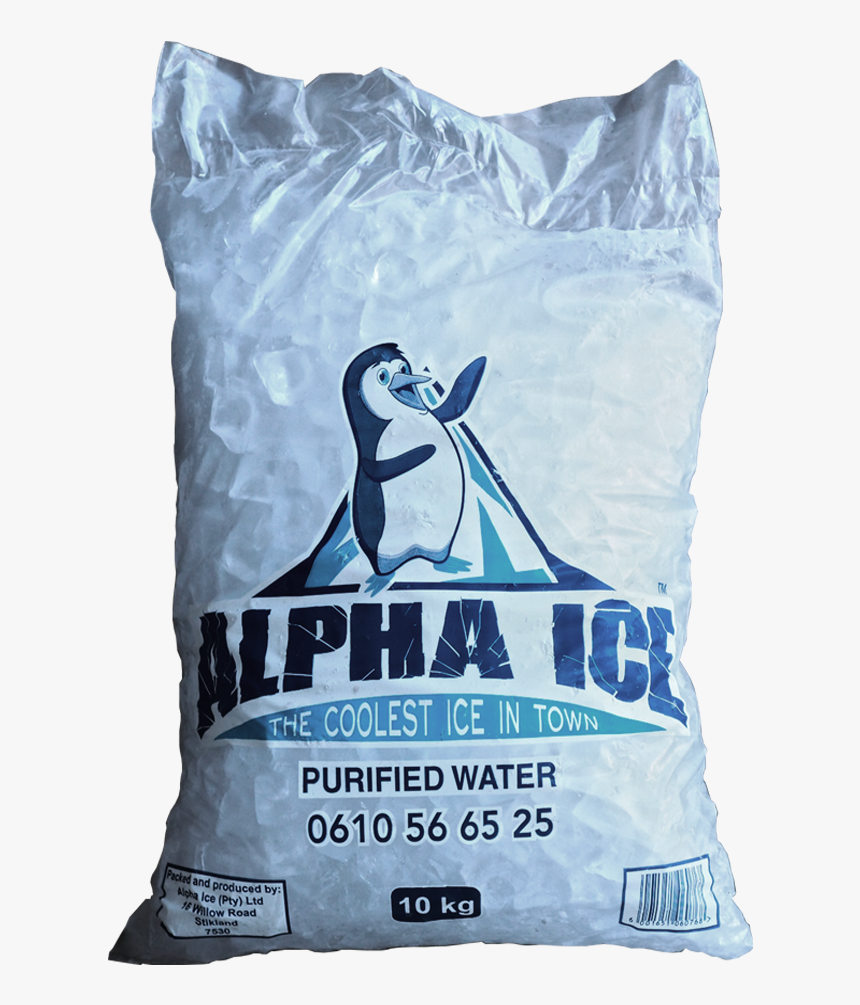 Bird, HD Png Download