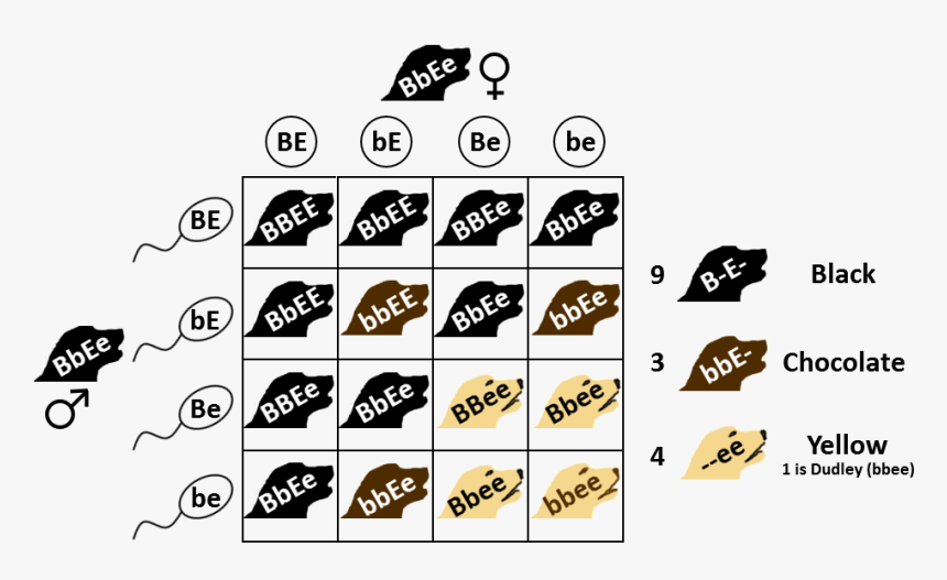 Labrador Punnett - Labrador Coat Colour Genetics, HD Png Download