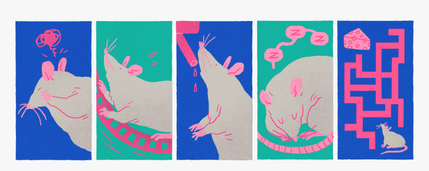 Why Brain Fitness Matters, HD Png Download