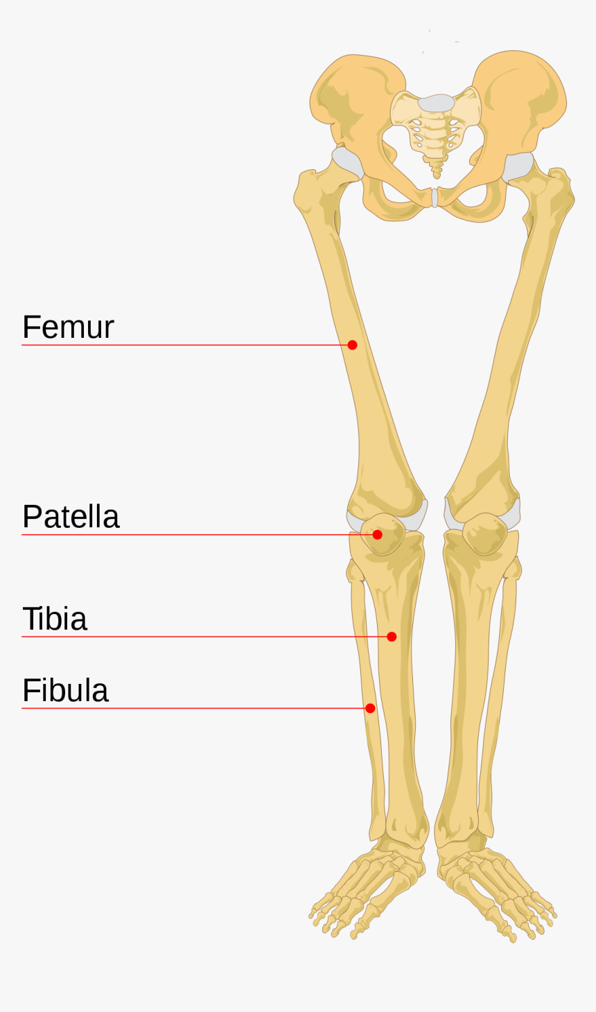 Leg Bone Leg Bones Labeled- - Human Leg Bones, HD Png Download