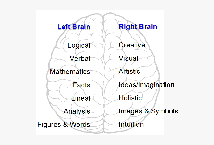 Left And Right Brain Hemispheres, HD Png Download