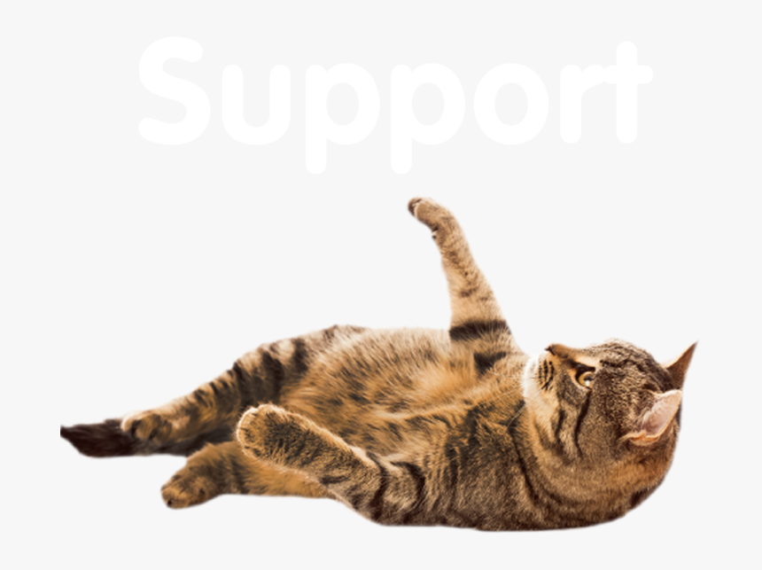 Cat Looking Up Png, Transparent Png