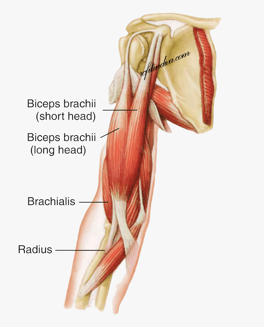 Anatomie Des M Biceps Brachii Lerninhalt B Lizenz BYNSFK Anatomie Des M Biceps Brachii Lerninhalt B Lizenz BYNSFK