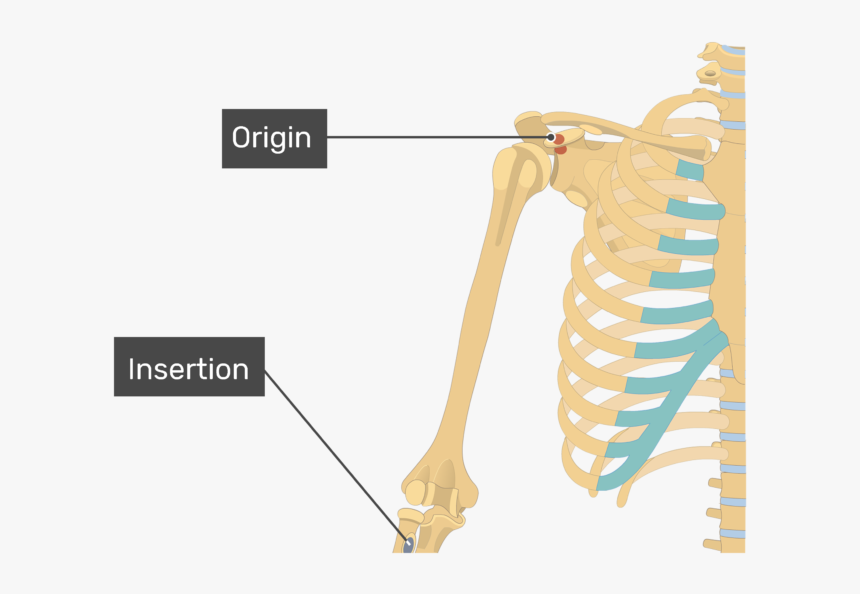 Pectoralis Major, HD Png Download