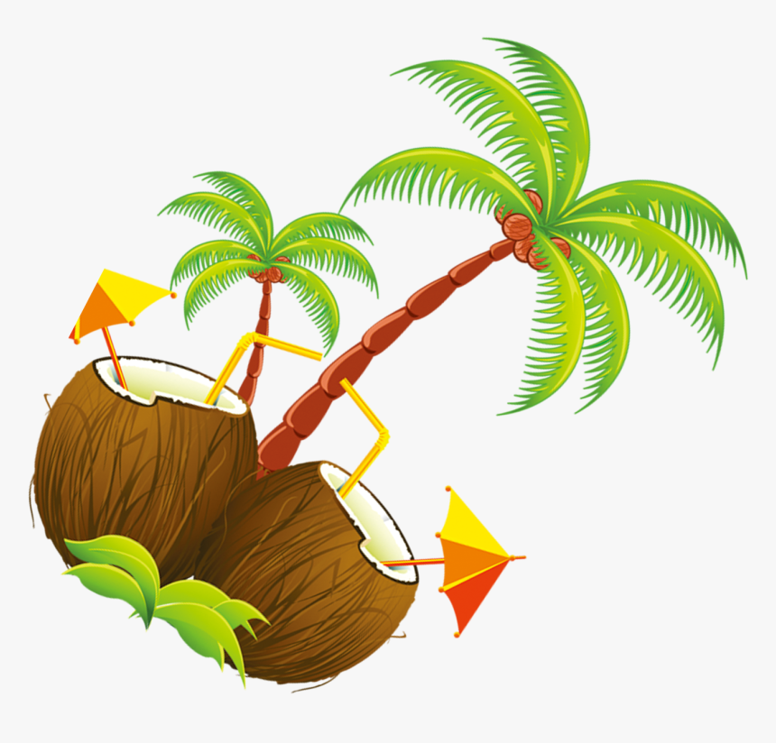 Coconut Tree Illustration - Portable Network Graphics, HD Png Download