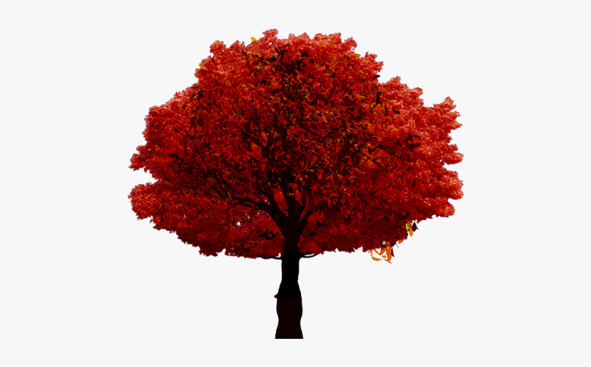 #fall #autumn #tree - Arbre Sur Fond Blanc, HD Png Download