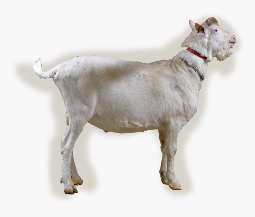 Nl/abc/upload/bokfoto1 Ealtse, HD Png Download