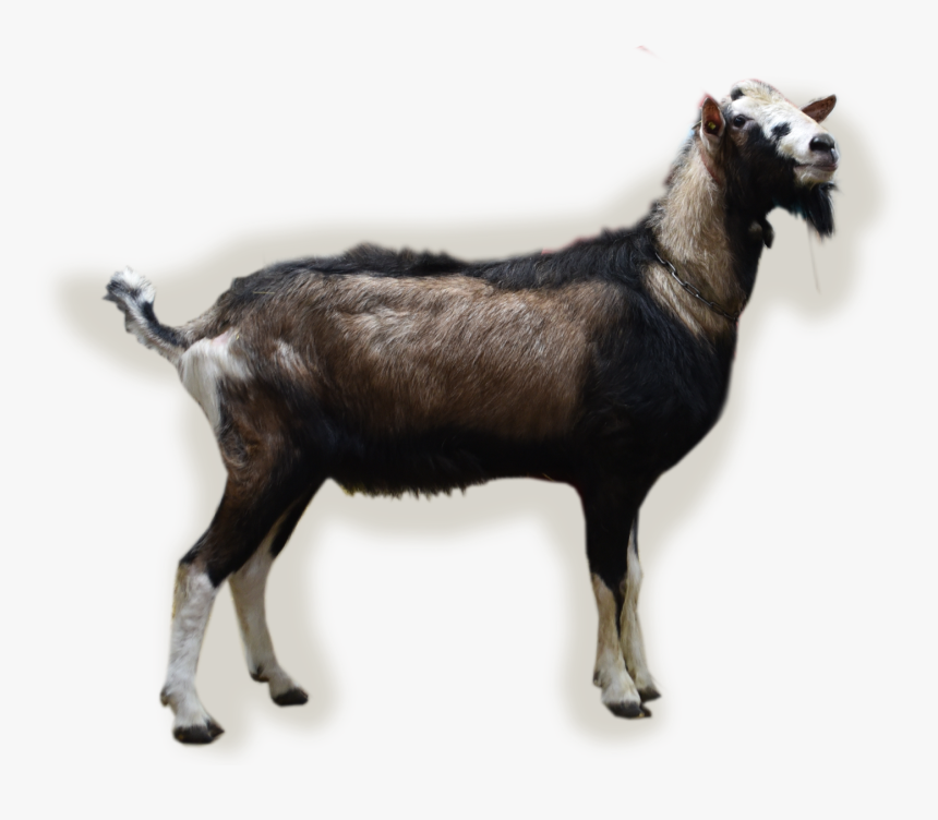Transparent Young Bucks Png - Goat, Png Download