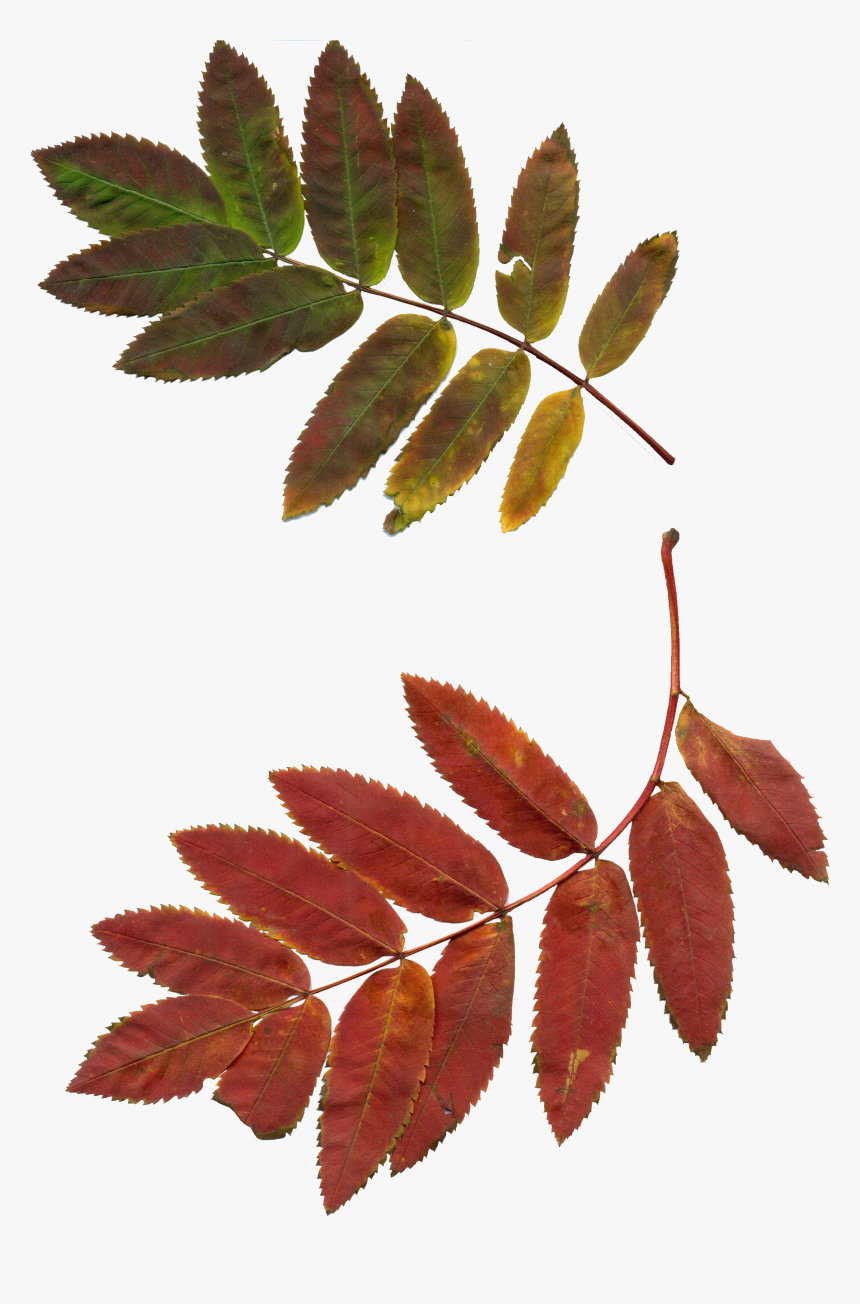 Autumn Rowan Png, Transparent Png